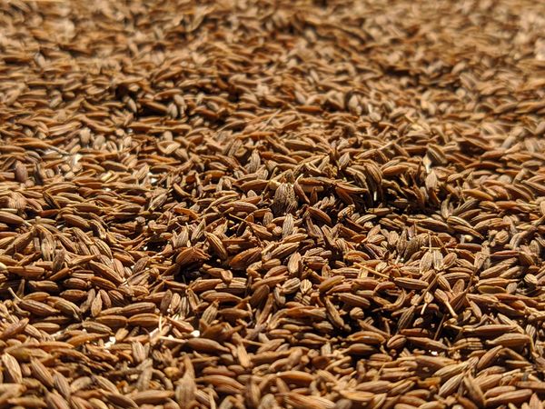 Cumin Seeds from 인도 supplied by Trapezium Commerce Private Limited - Carton Box (20kg) (=Cardboard Box) 커민 씨