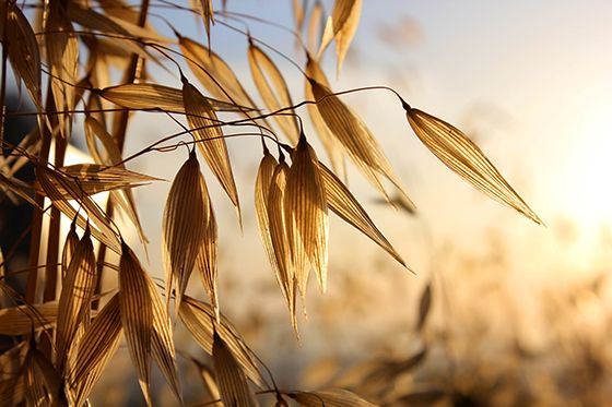 Oats from 그리스 supplied by Soya Mills SA - For Food 귀리