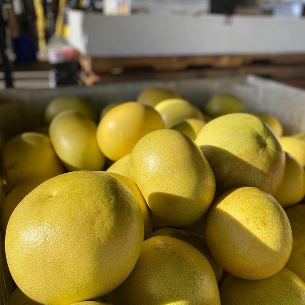 Pomelo from 미국 supplied by G Roe Wm & Sons Inc. - Whole 신선 포멜로