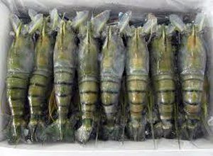 Shrimp from 방글라데시 supplied by Shrimps Trade International - Shell On (=Unpeeled) 신선 새우