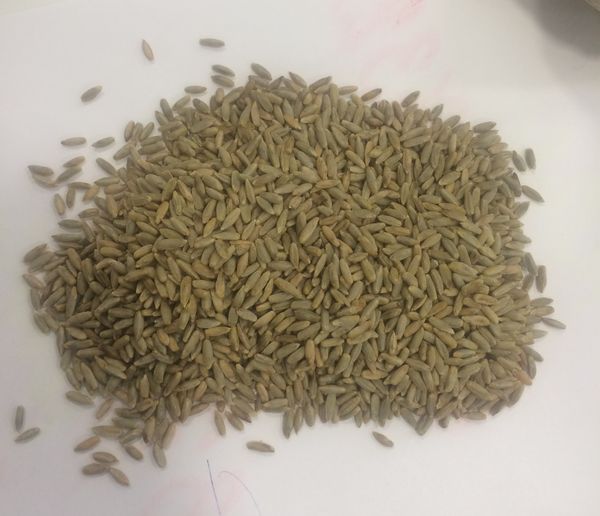 rye from Russia supplied by LLC Zernica - Rye