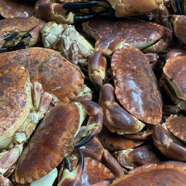 Frozen Crab from 포르투갈 supplied by Mariscos Barrosinho, Lda. - Frozen - Cooked Frozen 냉동 게