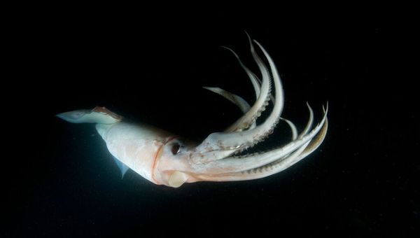 Patagonian Squid from South Africa supplied by Blue Wave Fish Traders - Fresh (=Chilled=Raw) Frozen Squid