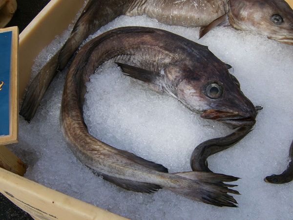 Blue Ling from United Kingdom supplied by Thomson International (Fish Sales) Ltd - Frozen Frozen Ling