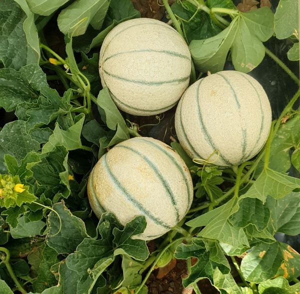 Cantaloupe / Melon charentais from 모로코 supplied by Ennea Trophi - Cantaloupe - Charentais (=French Cantaloupe) 신선 멜론(머스크 멜론)