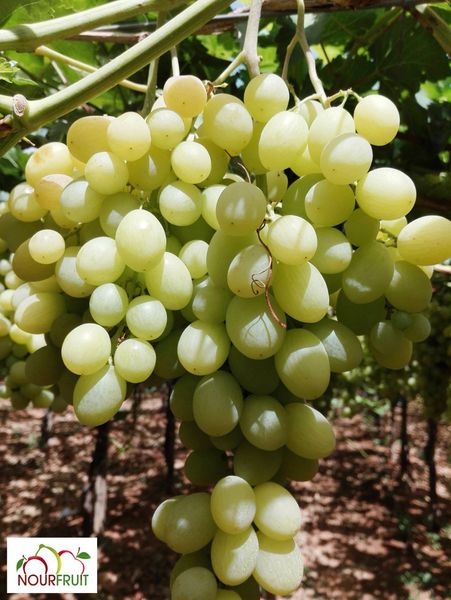 Grapes from 튀니지 supplied by Nour Fruit - Whole 신선 포도