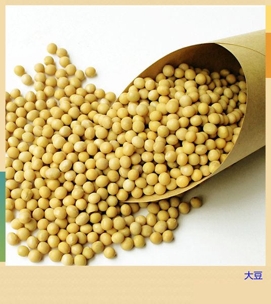 Soybean from China supplied by Dalian Xinyi Organics Co.,Ltd. - Whole Soybean