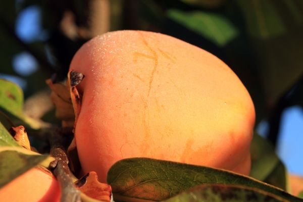 Fresh Whole Persimmon from 스페인 supplied by KAKI FRESH NATURE - Conventional 신선 감