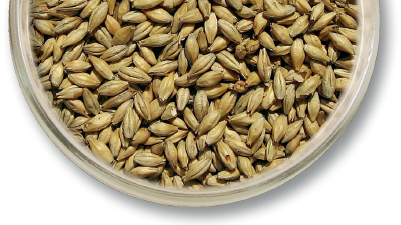 Malting Barley from 영국 supplied by ADM Agriculture Ltd - For Seed 보리