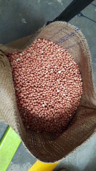 Peanut from Sudan supplied by Yagoub Group - With skin Peanut Kernel