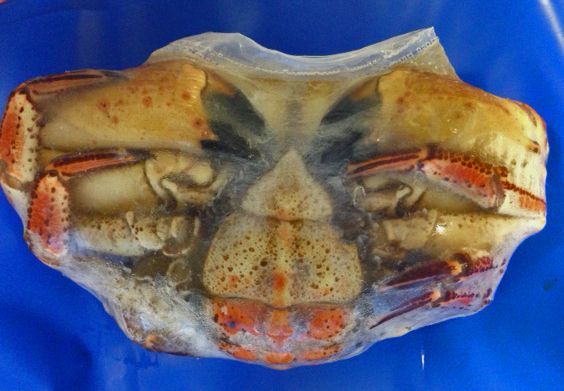 Crab from 영국 supplied by Pescafish Ltd - Legs 냉동 게