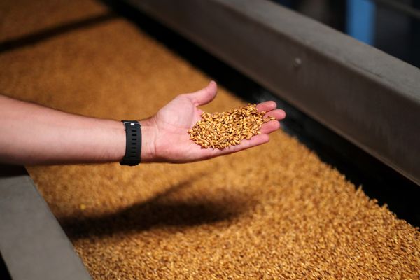 Malting Barley from 크로아티아 supplied by Axereal Croatia d.o.o. - For Seed 보리