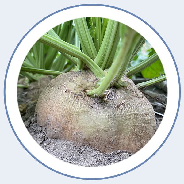 Sugar beet from 미국 supplied by U.S. Beet Sugar Association - Conventional 사탕무