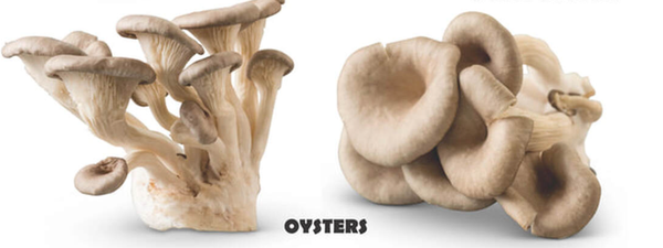 Oyster from 미국 supplied by Thomas Mushroom & Specialty Produce IV LLC - Whole 느타리버섯