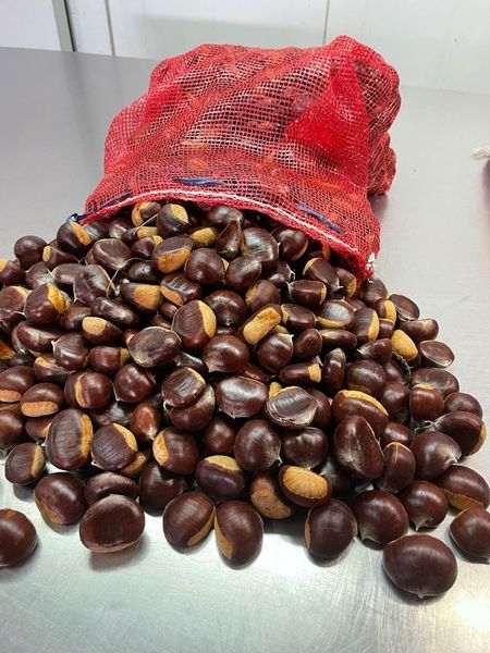 Chestnut Kernel from 포르투갈 supplied by Frusantos - Frutos Seleccionados, S.A. - Kernel 밤 알맹이