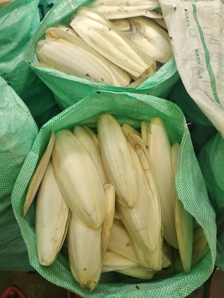 Cuttlefish Bone from 인도 supplied by SVM EXPORTS - 아로마틱 허브