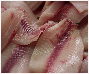 Fresh tilapia fillet from 미국 supplied by PezCo Aquafarming LLC - 블랙 틸라피아 냉동 틸라피아