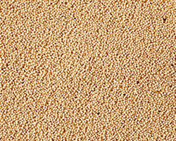 Millet from United States supplied by ABS QUARTERS - White Millet