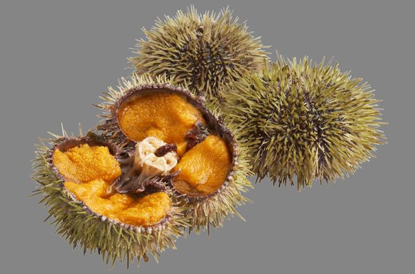 fresh sea urchins from Iceland supplied by Iceland Seafood do Brasil Ltd. (SI Group) - Whole Fresh Sea Urchin