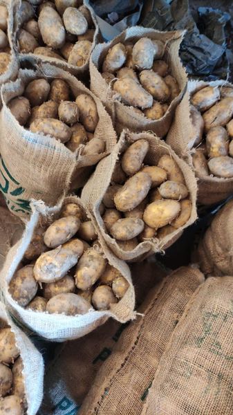 Potato from 파키스탄 supplied by Al Firdusi - With Skin 신선 일반 감자