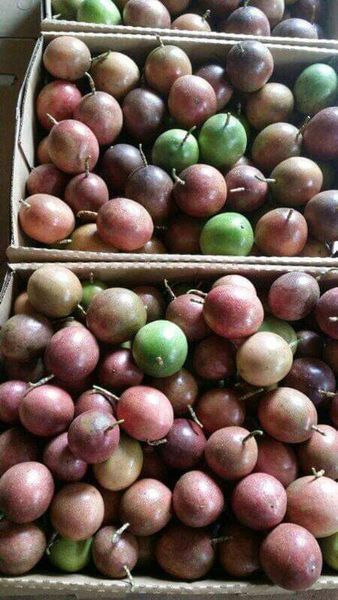 PASSION FRUITS from 우간다 supplied by EES ORGANIC FOOD LIMITED - Excellent Quality 신선 패션프루트