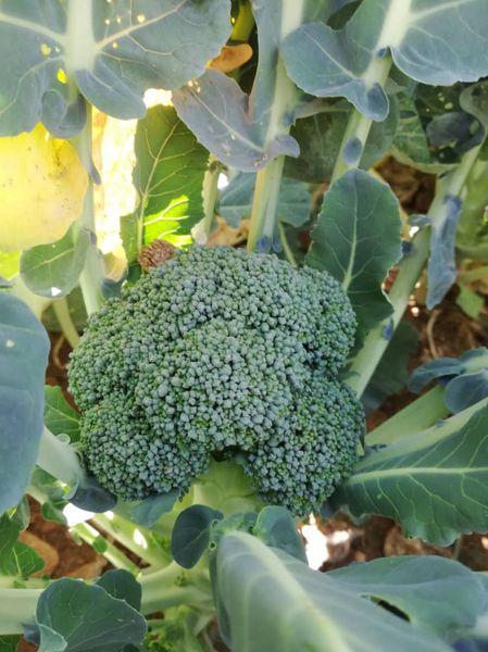 Broccoli from 이란 supplied by Safiran Sepehr Paya - Grade A 신선 브로콜리 꽃