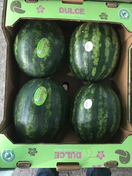 Watermelon from 코스타리카 supplied by Cabo Blanco Fresh Products S.A. - Black Rind (=Dark Green Rind) 신선 수박