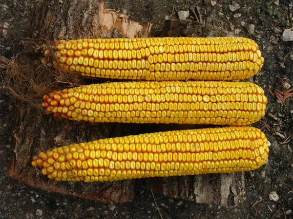 Corn from Hungary supplied by Bestagro Kft. - Conventional Maize (Corn)