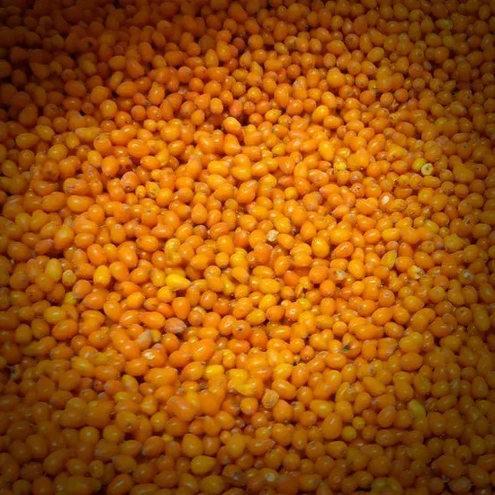 Sea Buckthorn from Ukraine supplied by Amethyst-Ole Ltd - Conventional Sea Buckthorn
