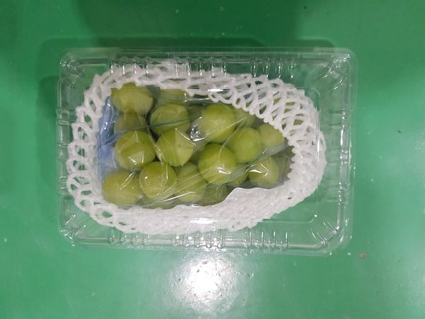 Grape from 대한민국 supplied by World International Co. - Carton Box (=Cardboard Box) 신선 포도