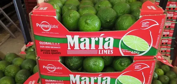 Lime from 미국 supplied by San Jose Tropical Fruits, LLC - Green 신선 라임