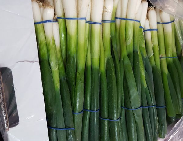 Spring Onion from 이집트 supplied by Alpha Export - Whole 신선 봄양파