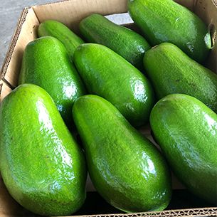 Avocados from 도미니카공화국 supplied by Cosmos 2000 Internacional S A - Whole 신선 아보카도