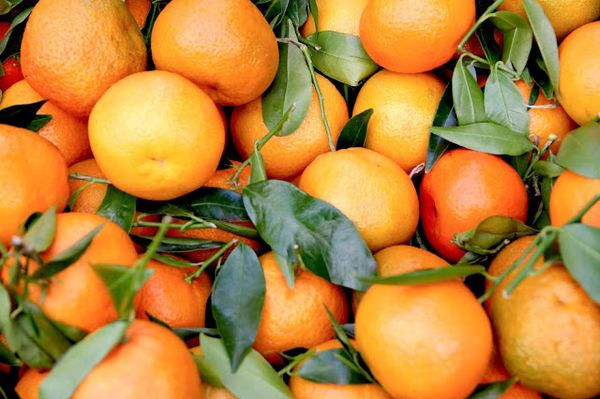Tangerine from Peru supplied by Visons S.A.C. - Orange Fresh Mandarin