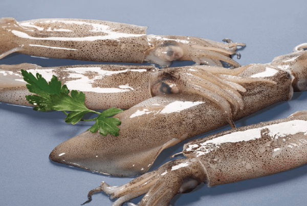 Squid from Spain supplied by Grupo Iberica de Congelados SA - Cape Hope Squid (=Loligo reynaudii=Loligo vulgaris reynaudi=Chokka Squid) Frozen Squid