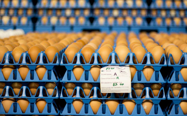 Fresh Chicken Egg from 오스트리아 supplied by Hagler Frischei GmbH - Wallseer - In Shell 달걀