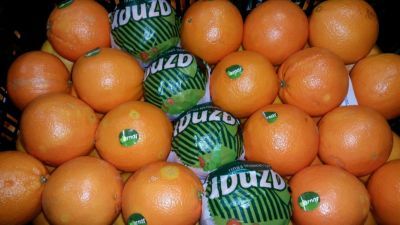 Fresh Orange from Spain supplied by NOGAL FRUITS EXTREMADURA, S.L. - Orange Fresh Orange