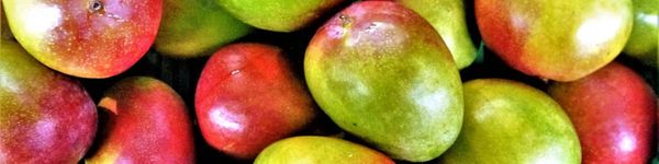 Mango from 프랑스 supplied by RG France - 붉은빛 신선 망고