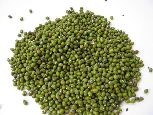 ETHIOPIAN ORIGIN GREEN MUNG BEANS from 에티오피아 supplied by ARDUNEJA Trading Plc - Machine Cleaned 말린 녹두