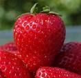 Fresh Strawberries from 이집트 supplied by EGYPTIAN TRANS INTERNATIONAL MARKETS(E.T.I.M) - Plastic Punnets (=Clamshells) 신선 딸기