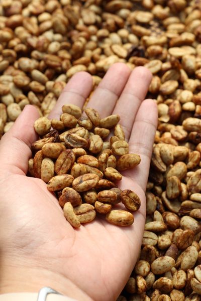 Arabica & Robusta Coffee Bean from 인도네시아 supplied by Diavargo Niaga Utama - Medium Quality 생원두