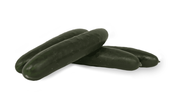 Cucumber from United States supplied by Marengo Foods - Baby Cucumber (=Snack Cucumber=Mini Cucumber) Fresh Cucumber