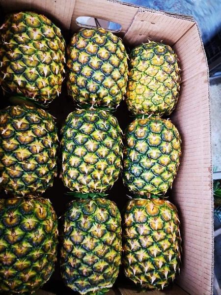 Pineapple from Kenya supplied by Mirimo Exporters - Golden Yellow Fresh Pineapple