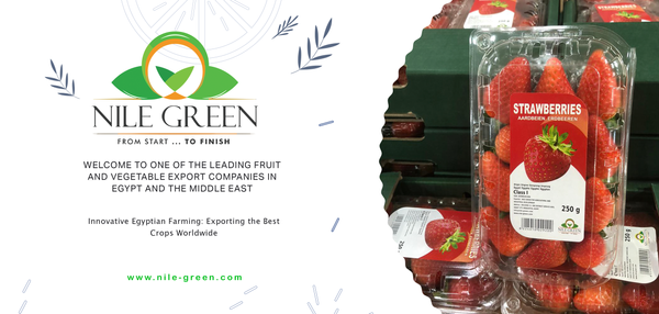 fresh strawberry from Egypt supplied by NILE GREEN - Fresh (=Chilled) Fresh Strawberry