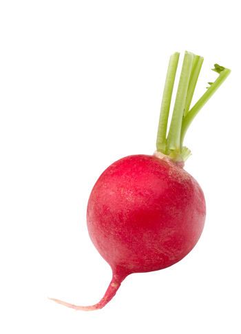 Radish from 네덜란드 supplied by Combilo - Red 무