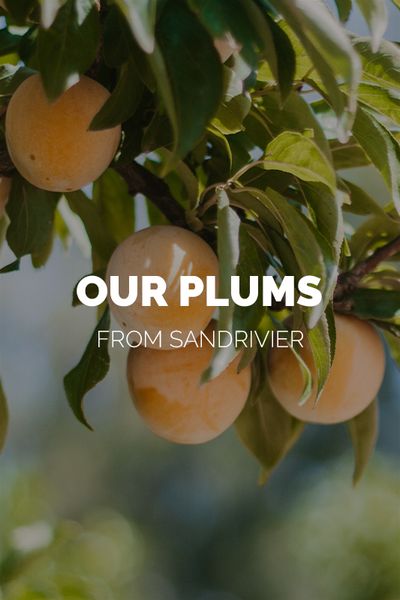 Afrigold Plum from 남아프리카공화국 supplied by Le Roux Group (Pty) Ltd - Plum - Afrigold (=ARC PR 3) 신선 자두