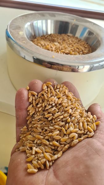 Wheat from 이탈리아 supplied by Cerealsud - Soft Wheat 소맥