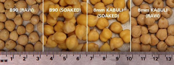 Chickpea from 인도 supplied by AGT Foods - IN - Whole 말린 병아리콩