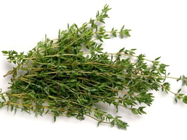 Thyme from 튀르키예 supplied by Bayamtas Import and Export - Unspecified 타임