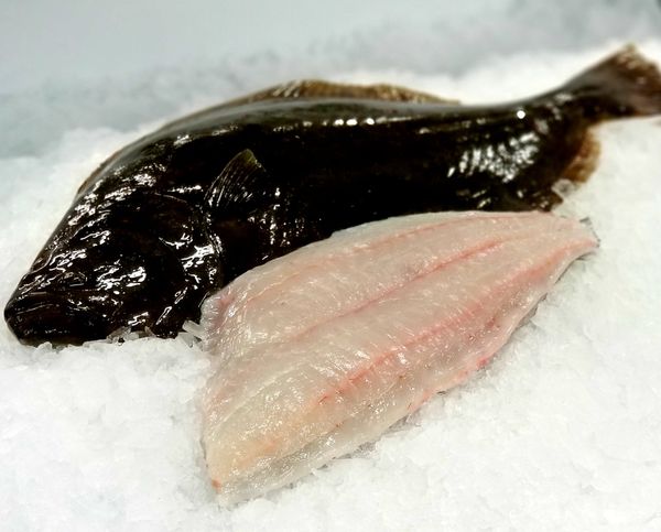 Fresh Halibut from United States supplied by Ocean Direct LLC - Fresh (=Chilled=Raw) Fresh Halibut